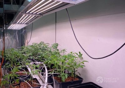 Presleys produce grow lights gallery a mission in the madness plants indoor lights 3