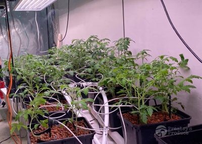 Presleys produce grow lights gallery a mission in the madness plants indoor lights 4