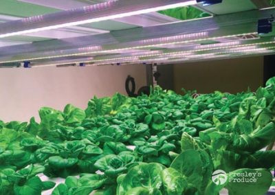 Presleys produce grow lights gallery a mission in the madness plants indoor lights in action