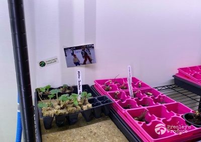 Presleys produce grow room gallery a mission in the madness indoor garden 3