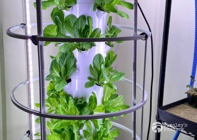 Presleys produce grow room gallery a mission in the madness indoor green