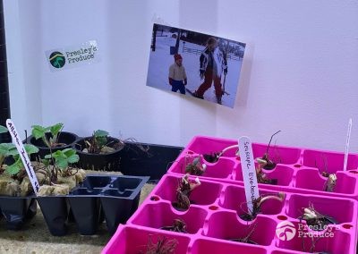 Presleys produce grow room gallery a mission in the madness indoor vegetables