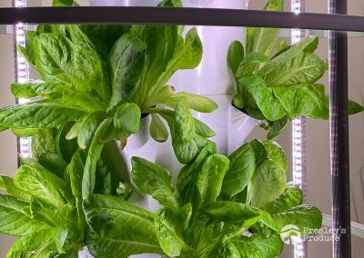 Presleys produce grow room gallery a mission in the madness plants 2