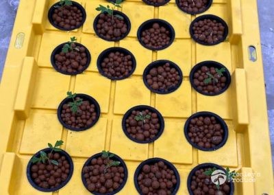 Presleys produce grow room gallery a mission in the madness plants