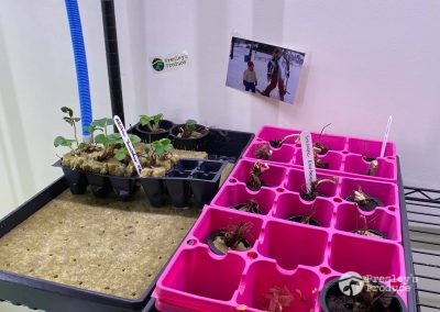 Presleys produce grow room gallery a mission in the madness plants all star