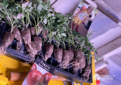 Presleys produce grow room gallery a mission in the madness plants black cherry tomato