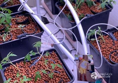 Presleys produce grow room gallery a mission in the madness plants garden 4