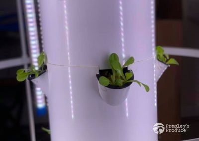 Presleys produce grow room gallery a mission in the madness plants garden tower 3