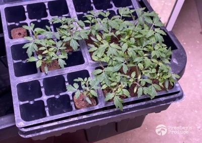 Presleys produce grow room gallery a mission in the madness plants indoor 6