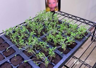 Presleys produce grow room gallery a mission in the madness plants indoor plans 7