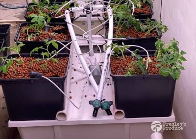 Presleys produce grow room gallery a mission in the madness plants indoor ready