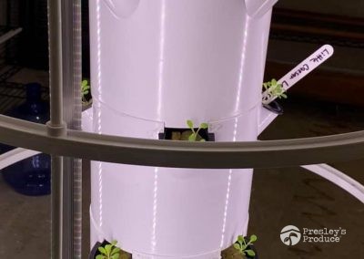 Presleys produce grow room gallery a mission in the madness plants little caesar