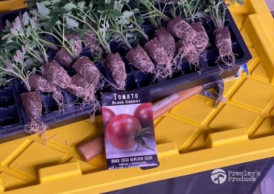 Presleys produce grow room gallery a mission in the madness plants more cherry tomato