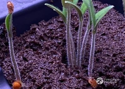 Presleys produce grow room gallery a mission in the madness plants sprouts 2