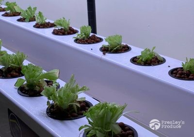 Presleys produce grow room gallery a mission in the madness plants sprouts