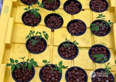 Presleys produce grow room gallery a mission in the madness plants starters