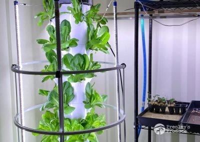 Presleys produce grow room gallery a mission in the madness plants tower garden