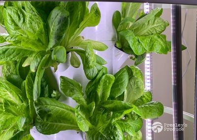 Presleys produce grow room gallery a mission in the madness tower indoor plants