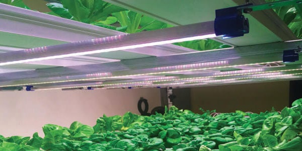 Presleys-produce-commercial-lighting-mission-madness-horticulture-grow-lights