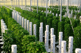 Presleys-produce-health-and-wellness-a-mission-in-the-madness-tower-garden-TG-commercial