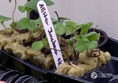 Presleys-produce-mission-gallery-a-mission-in-the-madness-indoor-IMG_1754