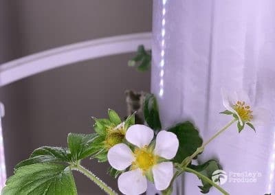 Presleys-produce-mission-gallery-a-mission-in-the-madness-indoor-IMG_2438