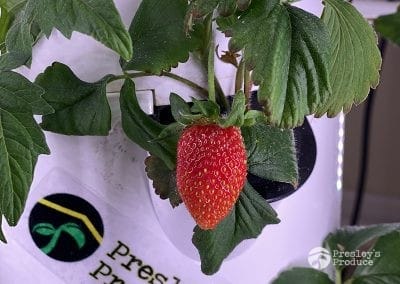 Presleys-produce-mission-gallery-a-mission-in-the-madness-indoor-IMG_2794