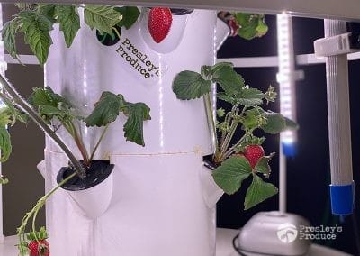 Presleys-produce-mission-gallery-a-mission-in-the-madness-indoor-IMG_3046