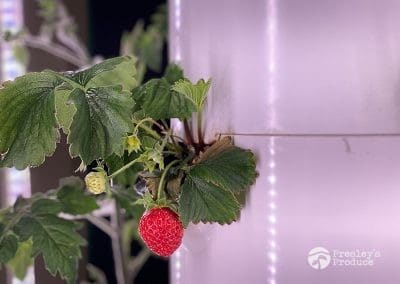 Presleys-produce-mission-gallery-a-mission-in-the-madness-indoor-IMG_3047