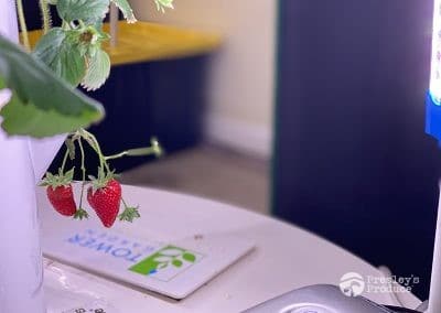 Presleys-produce-mission-gallery-a-mission-in-the-madness-indoor-IMG_3048