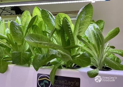 Presleys-produce-mission-gallery-a-mission-in-the-madness-indoor-IMG_3078