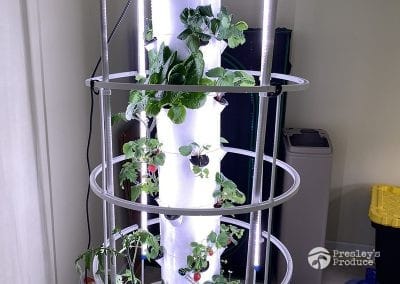 Presleys-produce-mission-gallery-a-mission-in-the-madness-indoor-IMG_3094