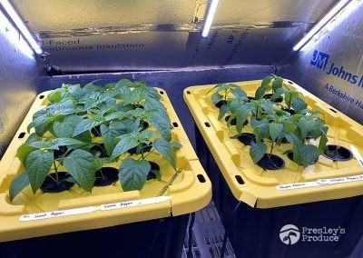 Presleys-produce-mission-gallery-a-mission-in-the-madness-indoor-IMG_3099