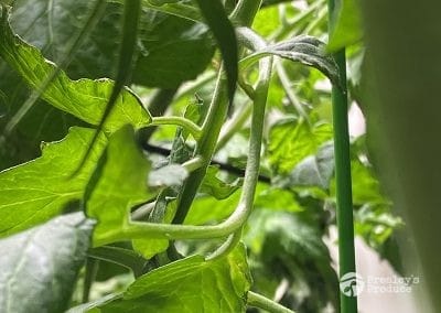 Presleys-produce-mission-gallery-a-mission-in-the-madness-indoor-IMG_3275