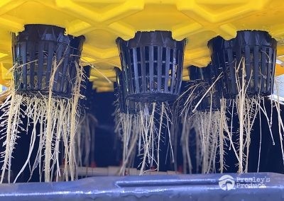 Presleys-produce-mission-gallery-a-mission-in-the-madness-indoor-IMG_3331