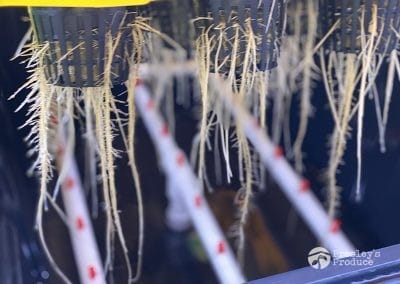 Presleys-produce-mission-gallery-a-mission-in-the-madness-indoor-IMG_3335