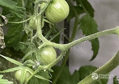 Presleys-produce-mission-gallery-a-mission-in-the-madness-indoor-IMG_3405