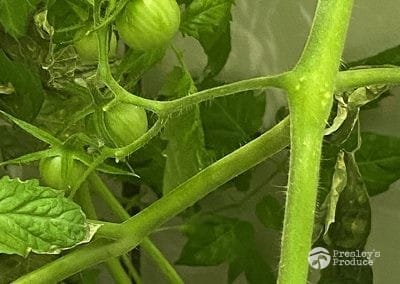 Presleys-produce-mission-gallery-a-mission-in-the-madness-indoor-IMG_3413