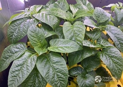 Presleys-produce-mission-gallery-a-mission-in-the-madness-indoor-IMG_3423