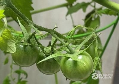 Presleys-produce-mission-gallery-a-mission-in-the-madness-indoor-IMG_3642