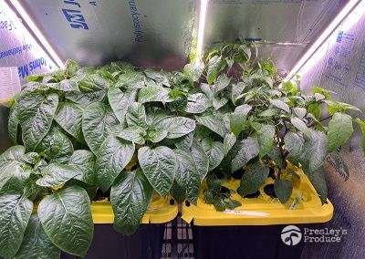 Presleys-produce-mission-gallery-a-mission-in-the-madness-indoor-IMG_3649