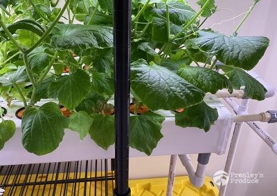 Presleys-produce-mission-gallery-a-mission-in-the-madness-indoor-IMG_3719